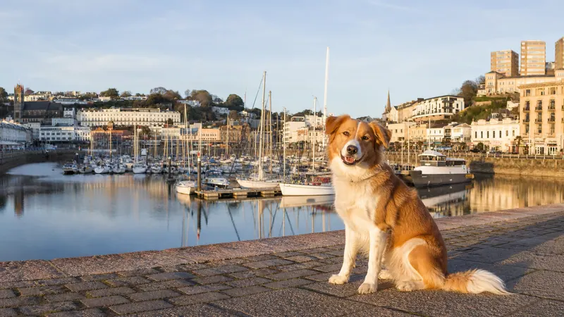 An orange-and-white dog beside Torquay Harbour